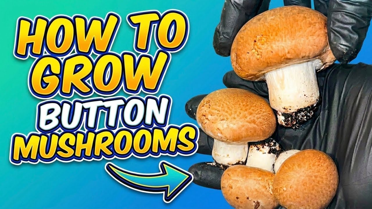 How to Grow Portobello Mushrooms | Agaricus Bisporus Cultivation Step by Step