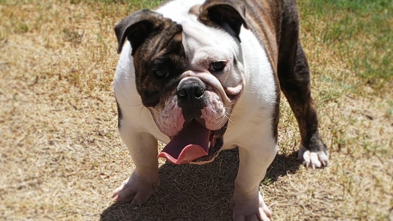 English Bulldog puppy at 9 months old