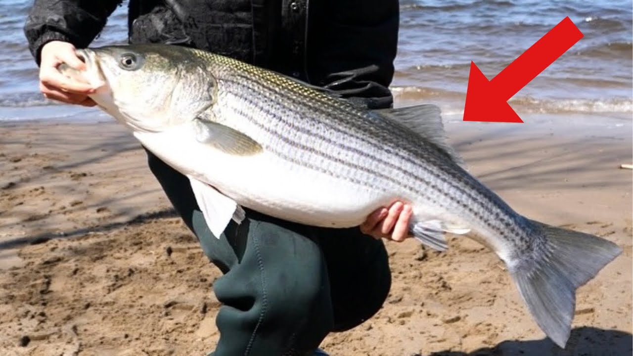 What This Cold Winter Could Mean for the Next Striper Run