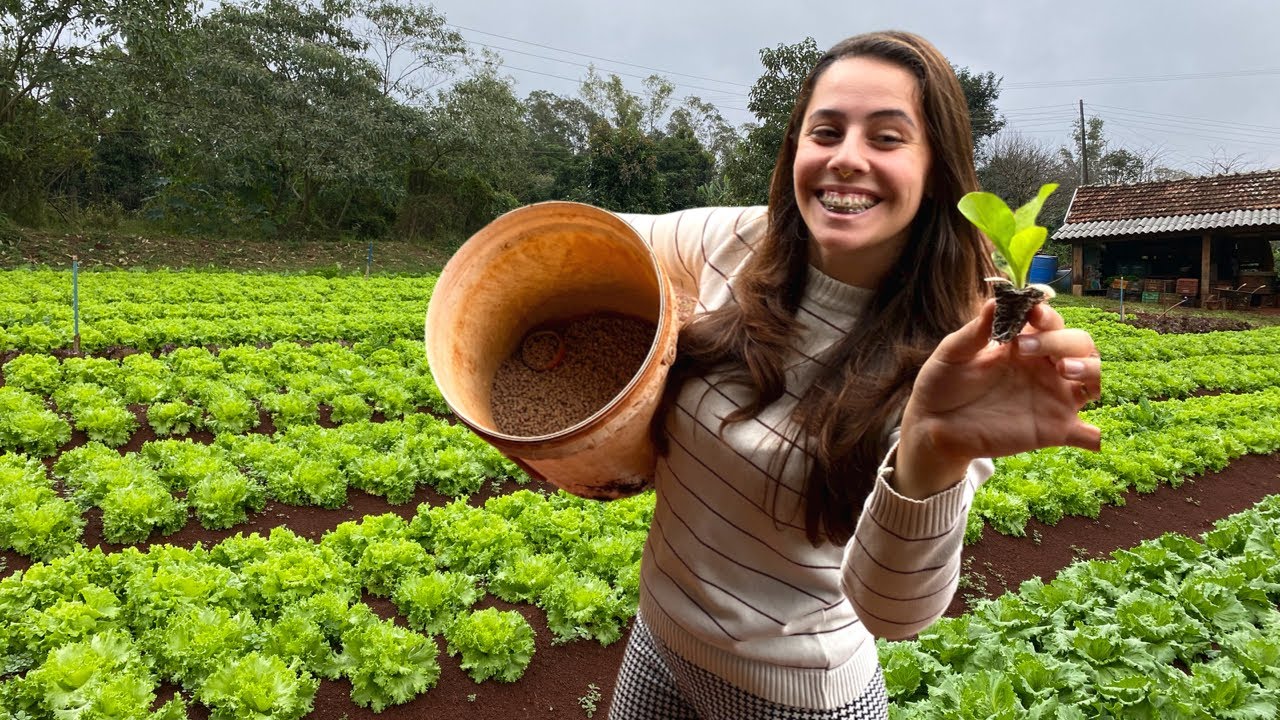 ADUBA&Ccedil;&Atilde;O DE PLANTIO e TRANSPLANTE DE MUDAS | Passo a passo