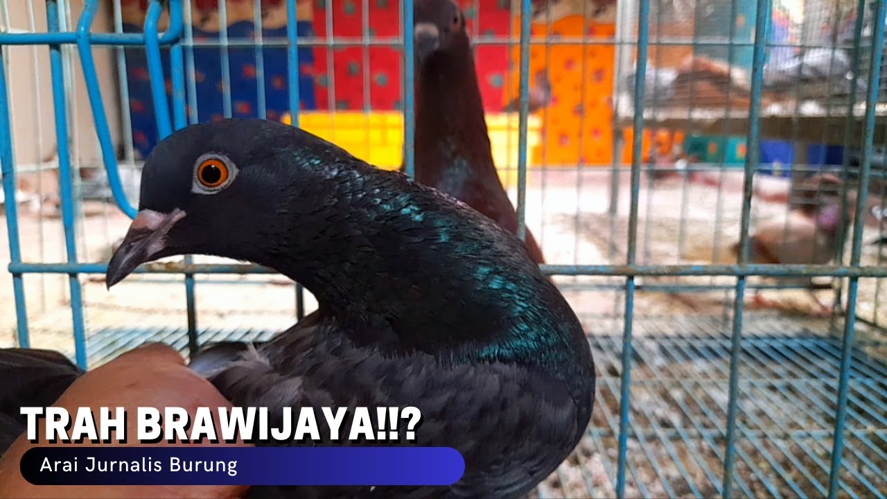 Trah Brawijaya!!