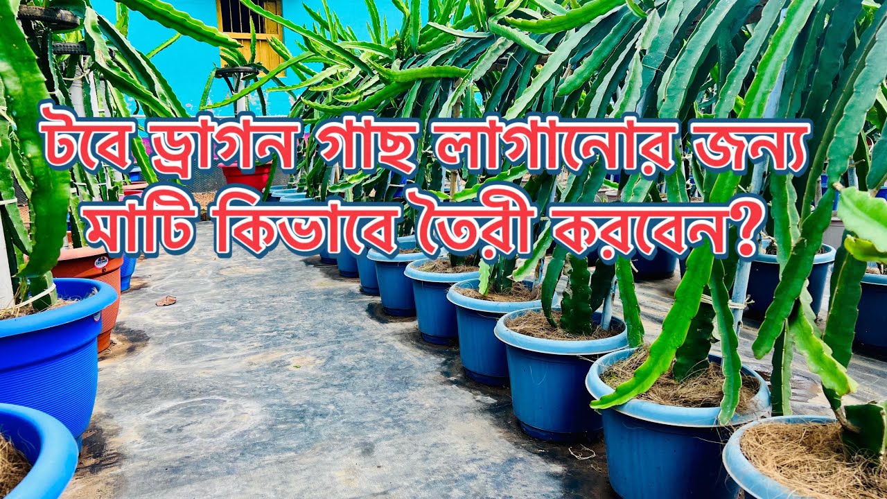 আপনাদের অনুরোধের ভিডিও…. ড্রাগণ গাছ লাগানোর জন্য মাটি কি ভাবে তৈরী করবেন?