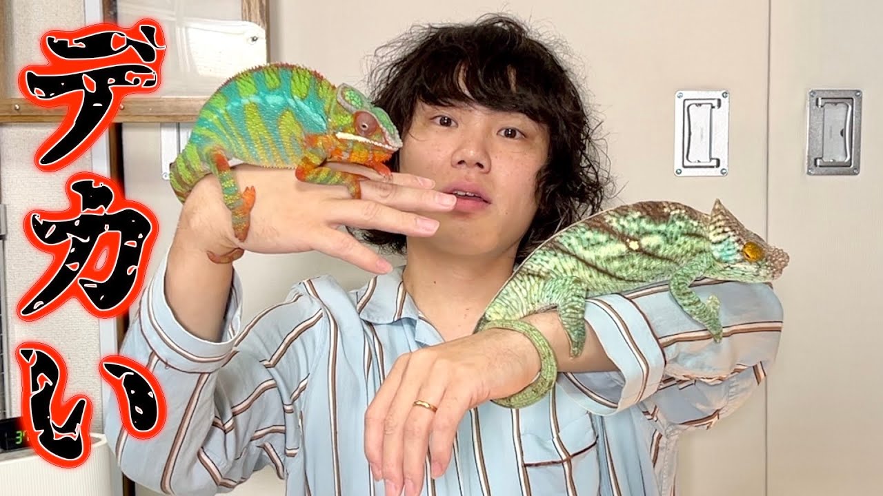 巨大なカメレオン！色々比べてみた！