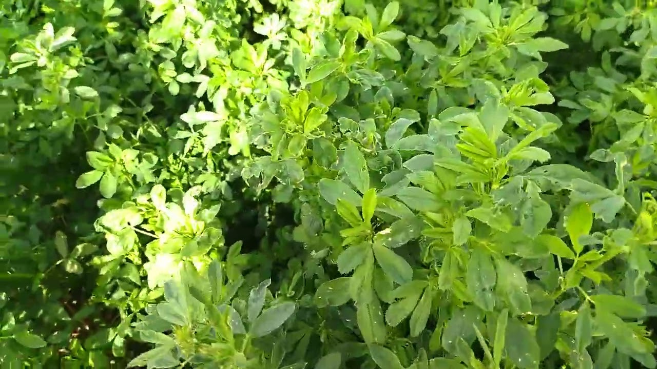 مشروع العمر الفصة 🌾 والبقر 🐄 لكن من أجل النجاح المرجو الأخد بالنصائح الثقنية 🇲🇦