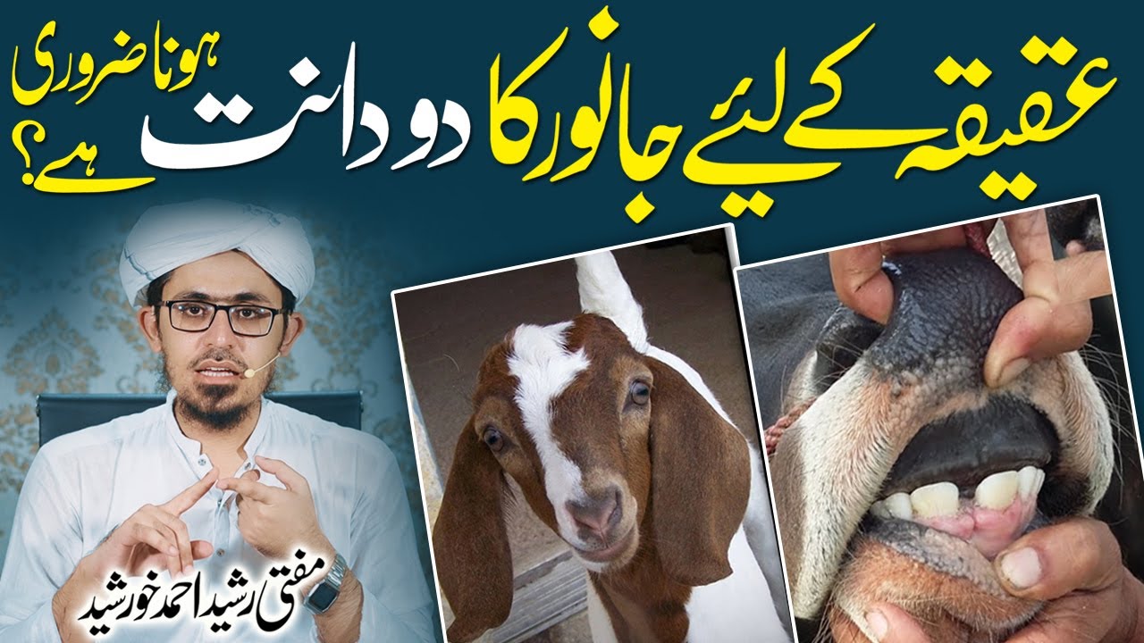 Aqiqay Ke Liye Janwar Ka Do (2) Daant Hona Zaroori Hai?, Mufti Rasheed Ahmed Khursheed, IR Official