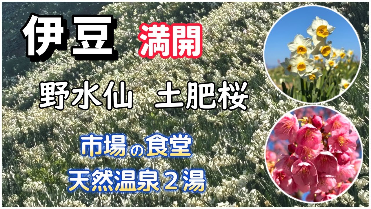 【車中泊】早春の伊豆　満開の水仙/土肥桜/市場飯/源泉かけ流し温泉/萬城の滝/ポンコツシニア