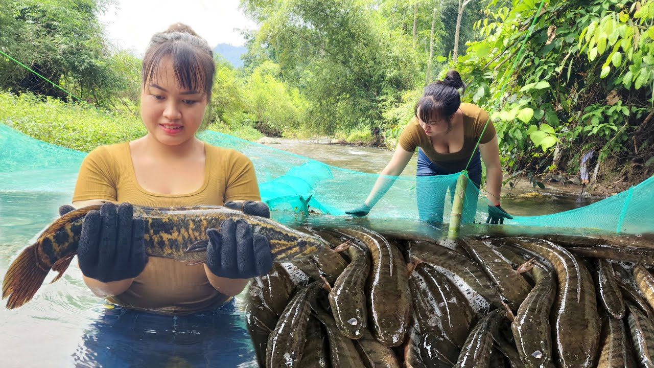 The girl used a basket net to block the stream to trap large schools of snakehead fish
