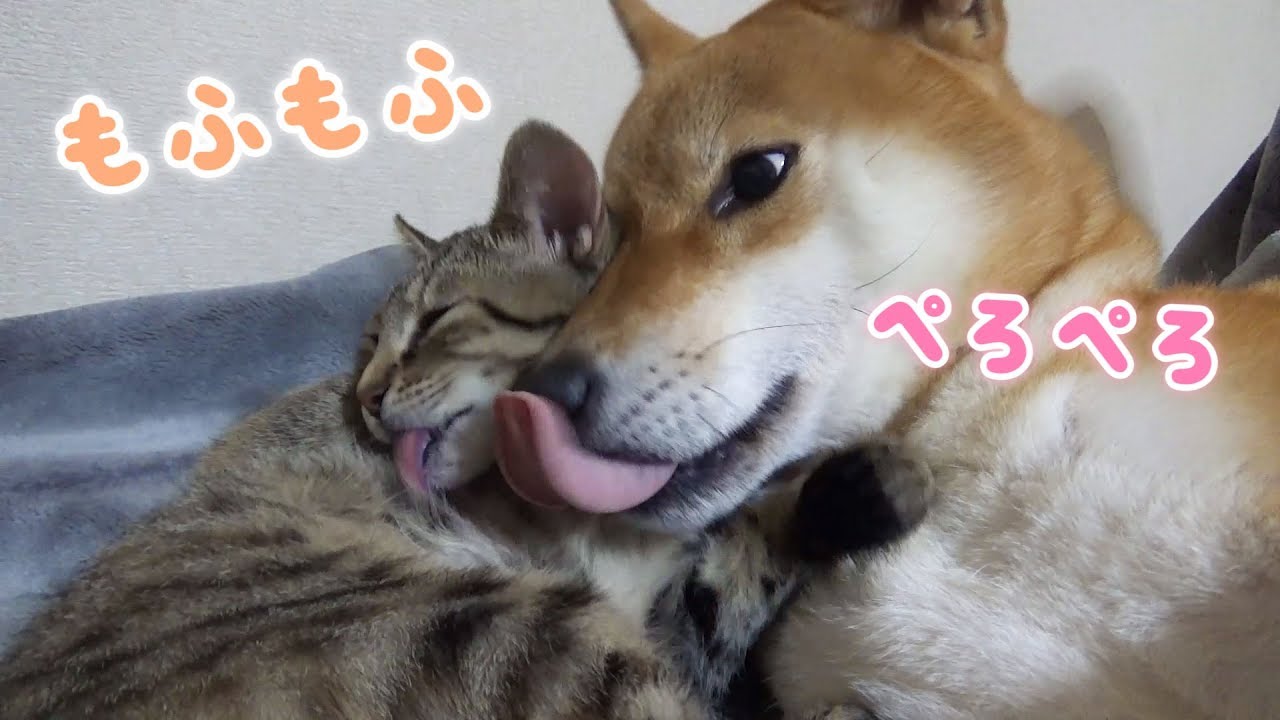 柴犬の毛はフカフカの枕♡子猫絶頂！--Kitten sleep a Shiba Inu in the pillow--