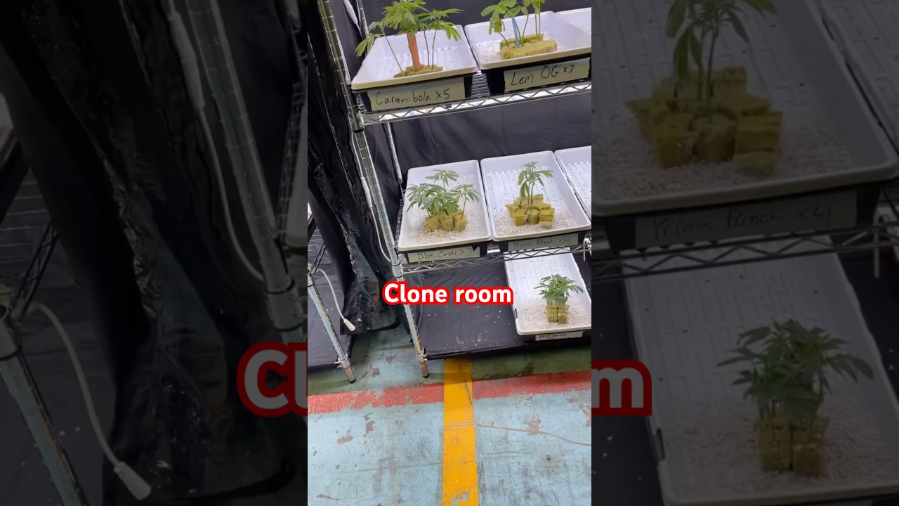 Clone room🤯 #legalweed #growing #zaza