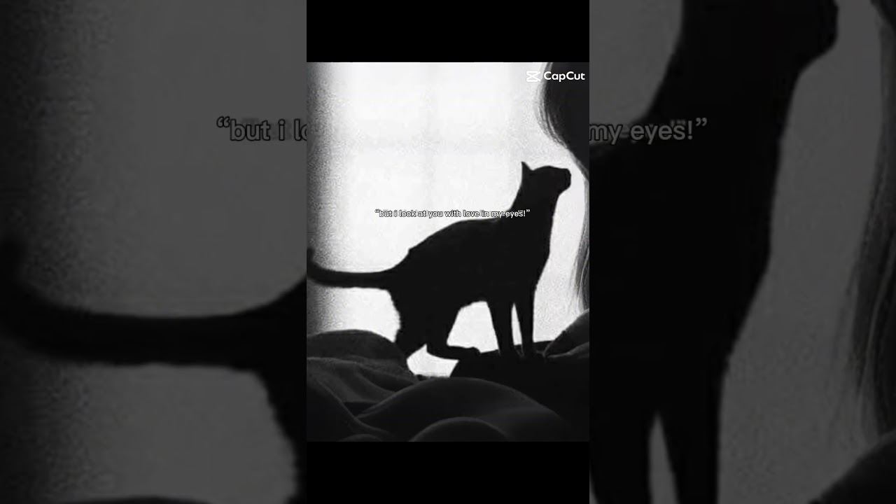 Me cats black one(sally) gray one(olly) black & white dog(blaze) black dog(bear) 