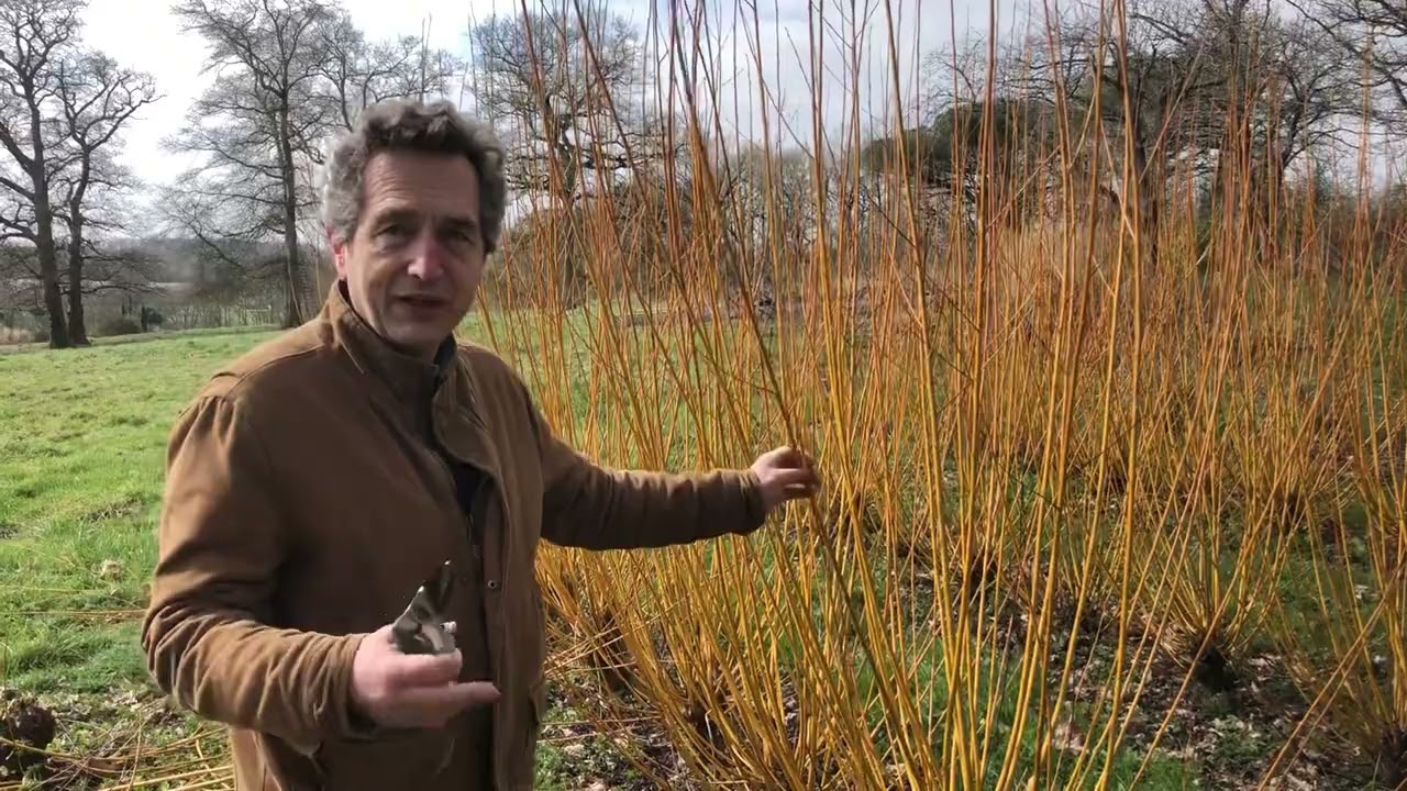 la taille des osiers et bouture d'osier