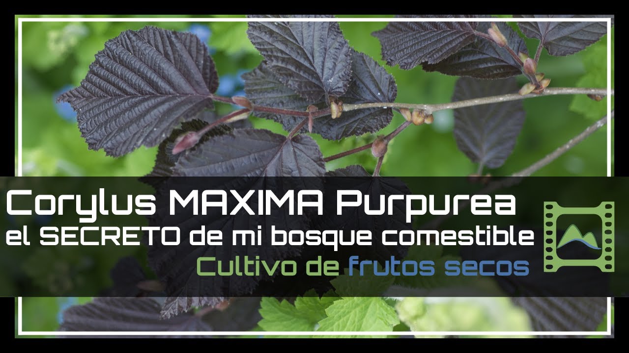 Descubre el SECRETO de mi 🌳 Bosque de Alimentos 🙈 y el Avellano Púrpura 💜 | LdN