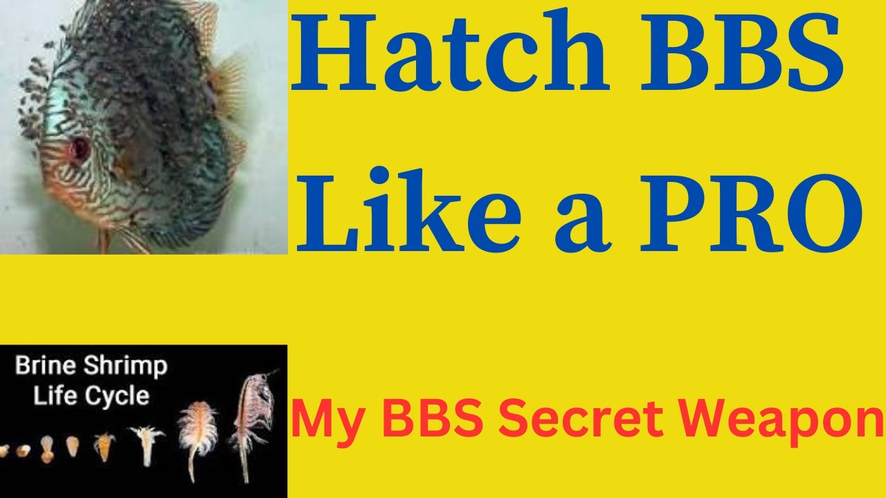 "The Ultimate Brine Shrimp Hatching System: Hatch Brine Shrimp Faster & Easier!"