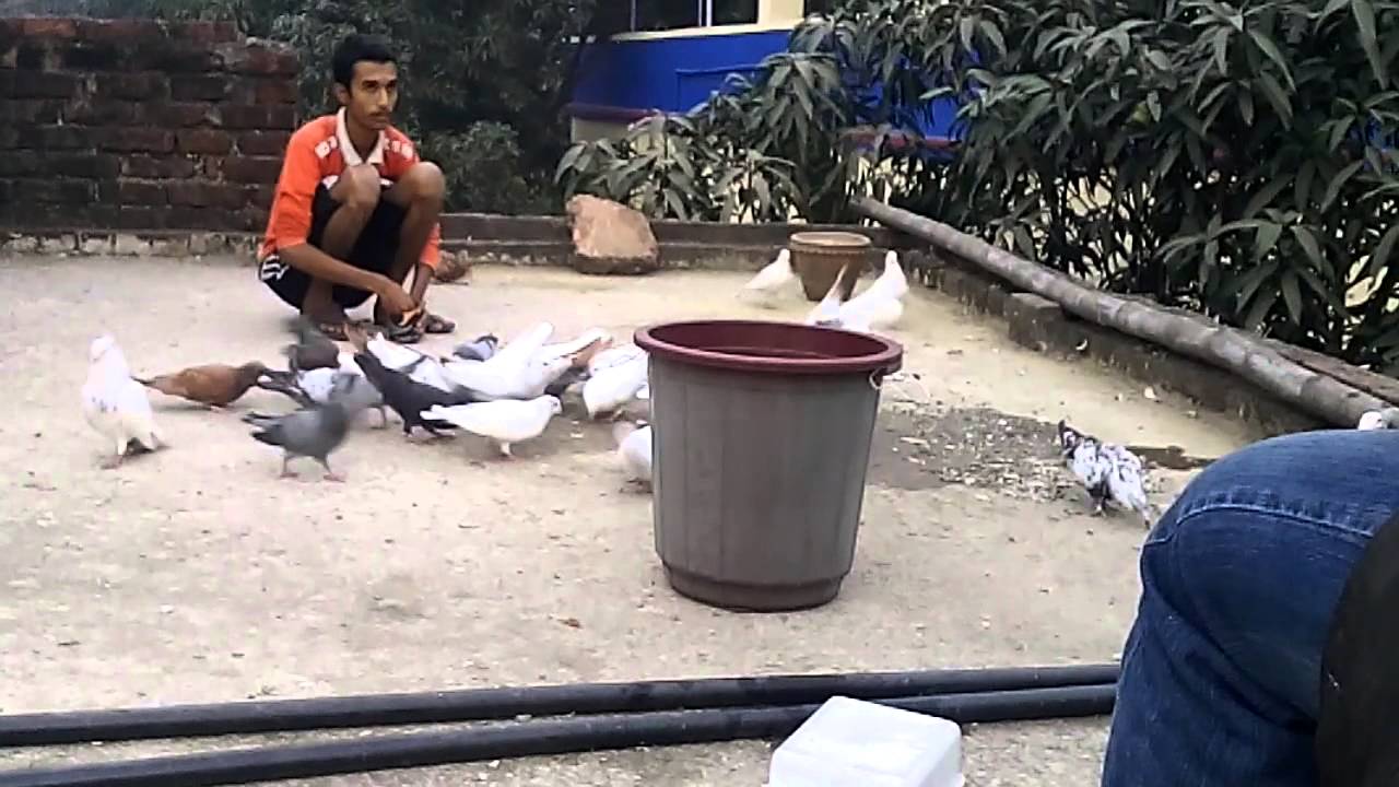 How to separate and catch a pigeon with bare hands