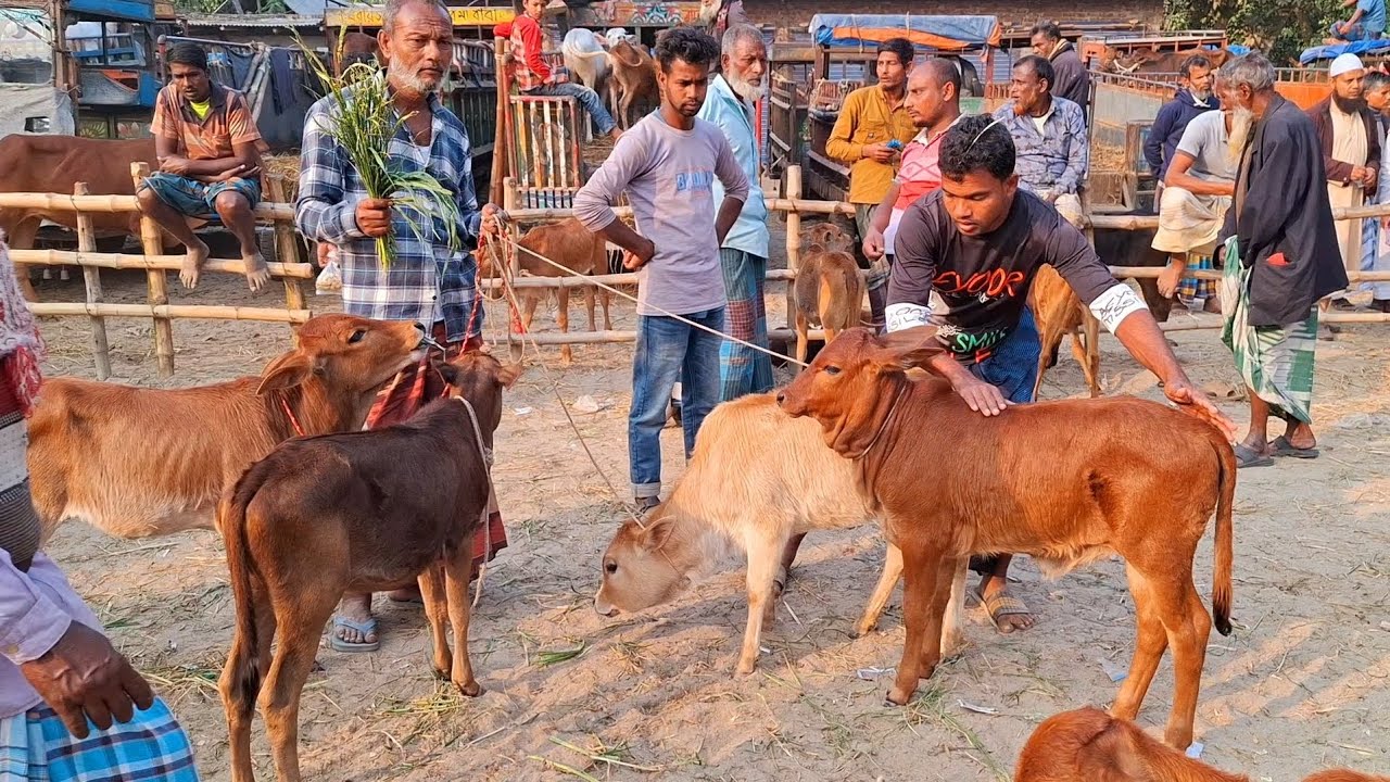 ১৫ অক্টোবর 2025