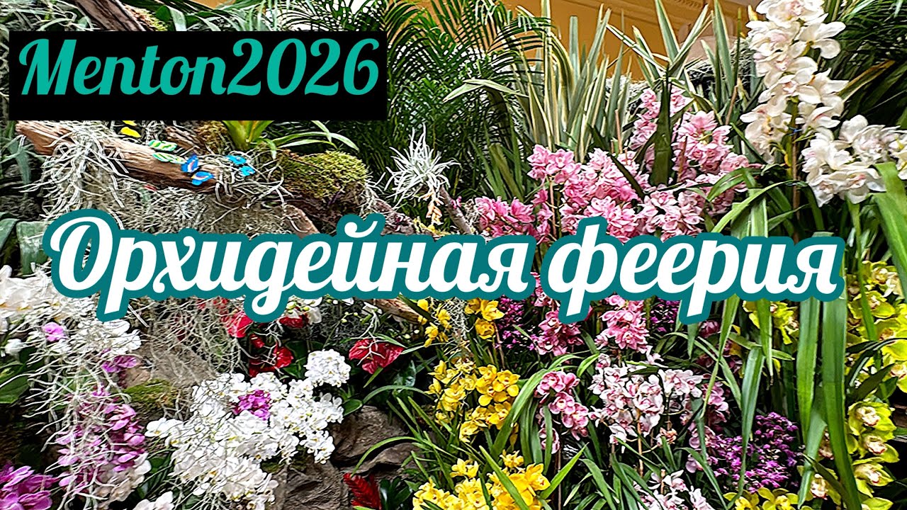 🌸Выставка орхидей в Ментоне 2026🌸