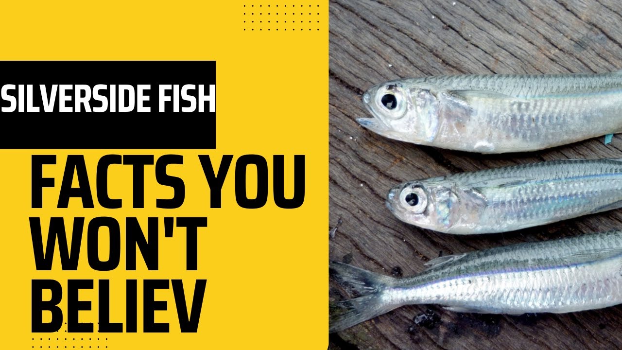 Silverside Fish:Facts You Won't Believ #SILVERSIDE