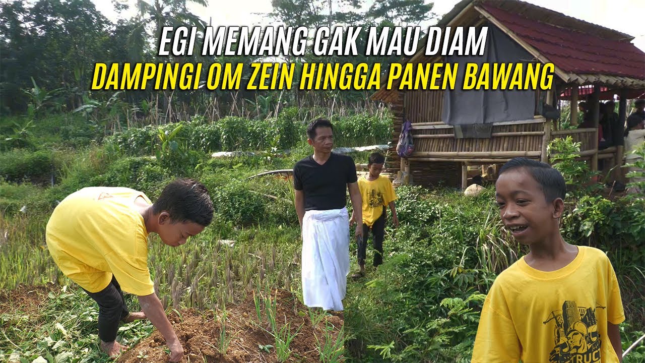 EGI MEMANG GAK MAU DIAM | DAMPINGI OM ZEIN KE KEBUN HINGGA PANEN BAWANG