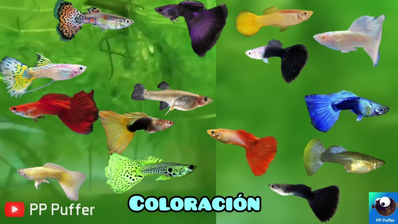 Guppys De Colores (Variedades de color Pez Guppy)
