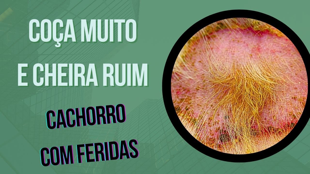 CACHORRO COM DERMATITE BACTERIANA O TRATAMENTO QUE NÃO CURA COCEIRA DO CÃO PROBLEMA VAI E VOLTA