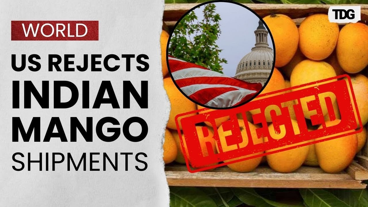 Mango Trade Crisis: Indian Exporters Face $500,000 Loss After US Shipment Rejections