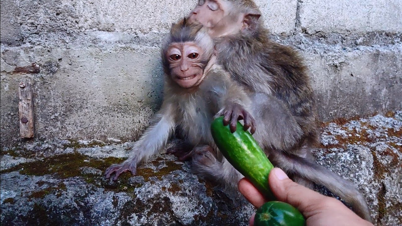 Those monkeys are so hungry they go into the woods all day and come back in the afternoon