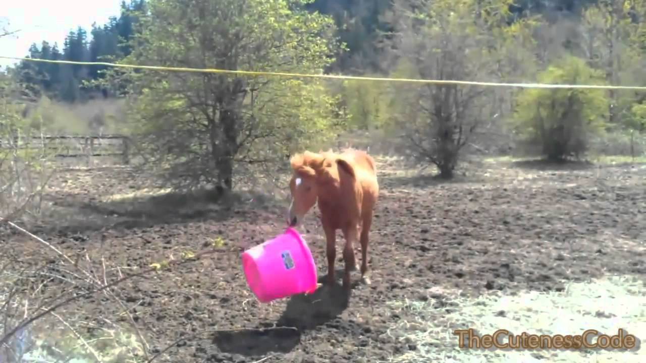 Horses Playing Fetch Compilation 2014 [NEW]