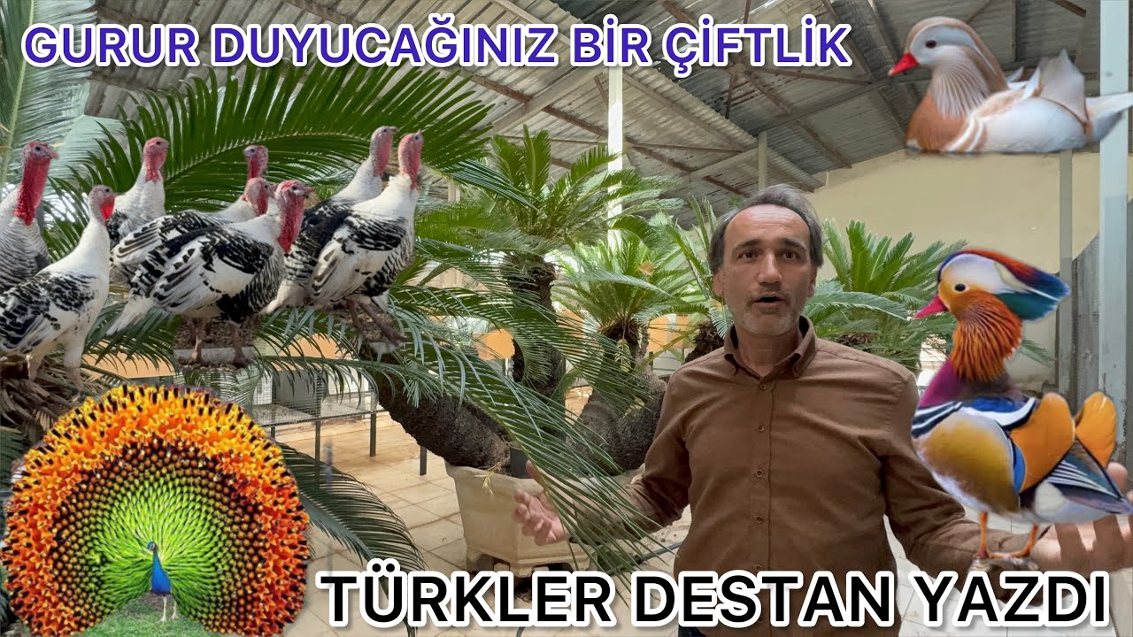 TÜRKLER ÇILDIRMIŞ OLMALI . BU ÇİFTLİKTE HEPSİ MUTLU VE ÖZGÜR KAZLAR ÖRDEKLER HİNDİLER KUĞULAR TAVUS