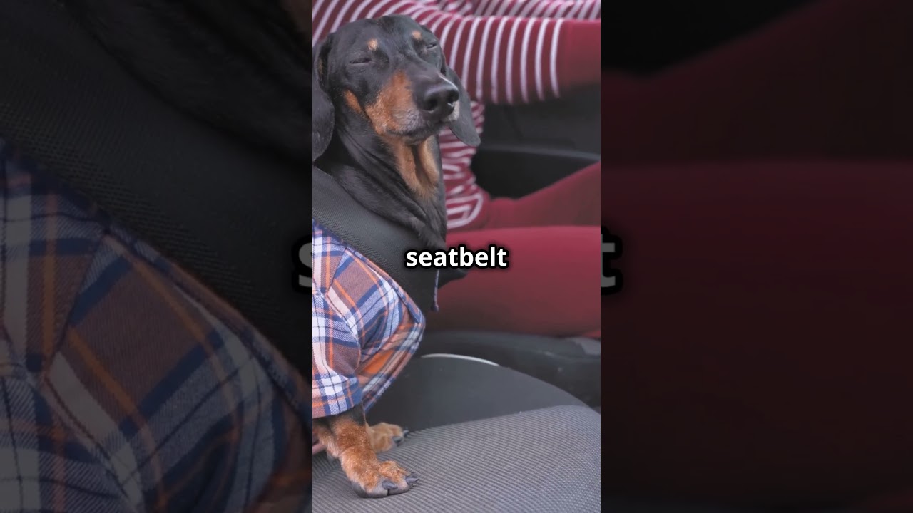 Traveling Safely with Your Pets!