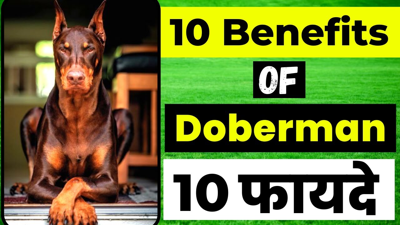 10 Benefits of Doberman | Doberman के दस फायदे | Benefits of having a Doberman