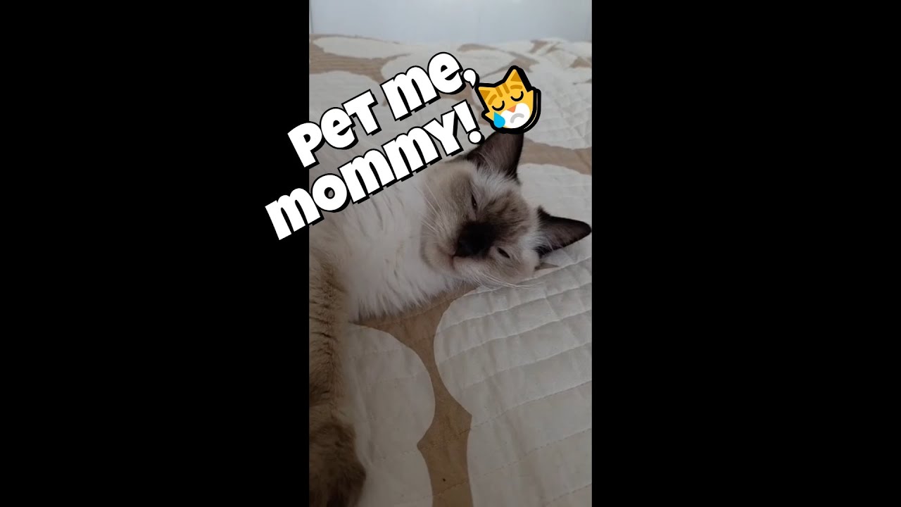 Mocha 🐾ASMR🎧: Pet me mommy!😿 #asmr #cats #catseating #ragdollcat #nevamasquerade #cute #cat