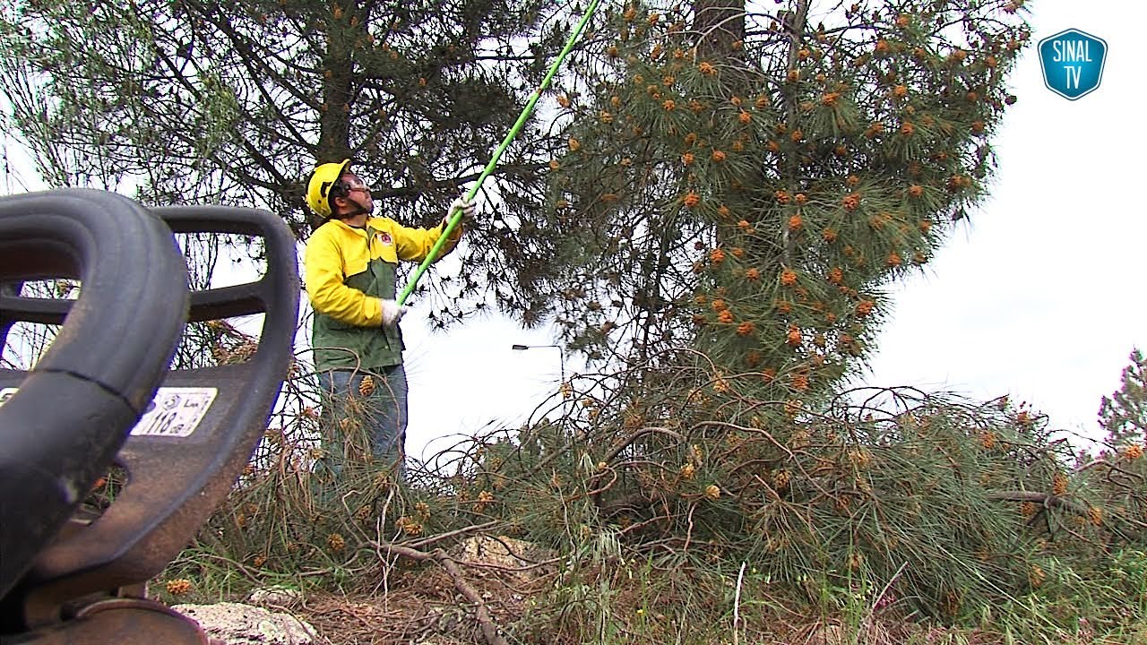 Valpaços dá exemplo na limpeza da floresta