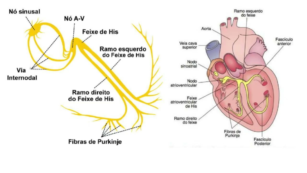 ELETROFISIOLOGIA CARDÍACA - Como a Eletricidade Faz o Coração Bater?