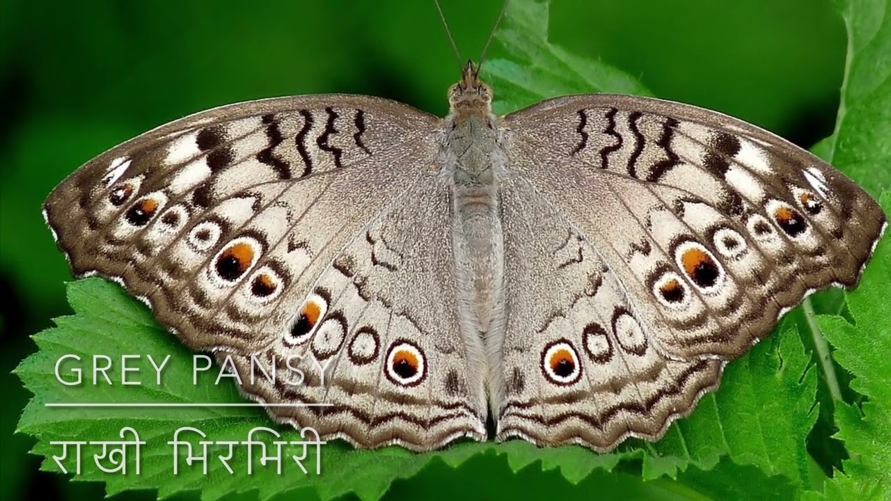 फूलपाखरांची मराठी नावे (भाग १)🦋