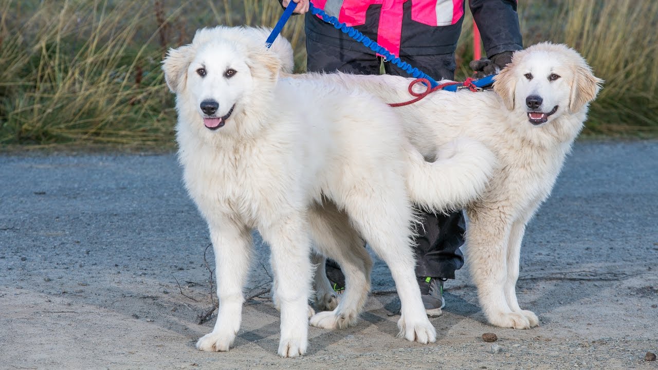 Hundeoppdretter Ingrid Jane Goin