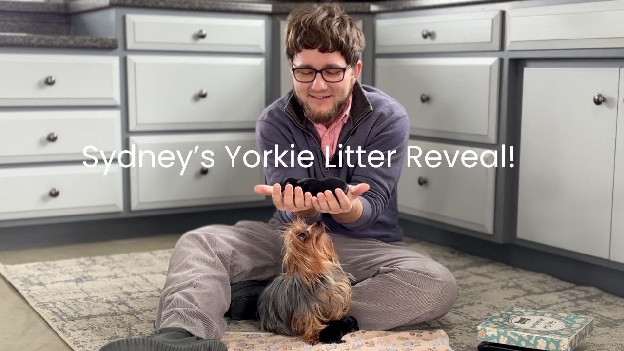 Sydney's Tea Cup Yorkie Litter Reveal! Watch our Scent Training & ENS Training we provide!