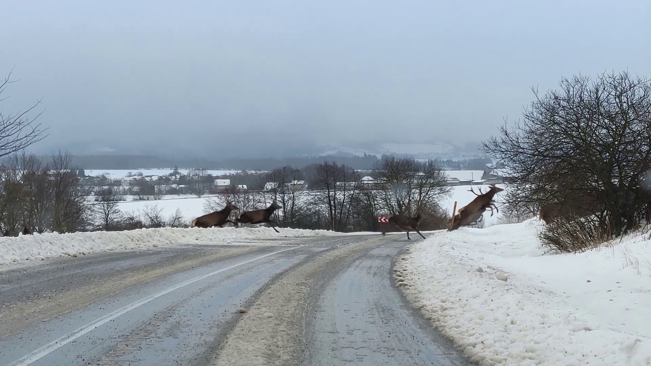 Vysoká zver-Dubové
