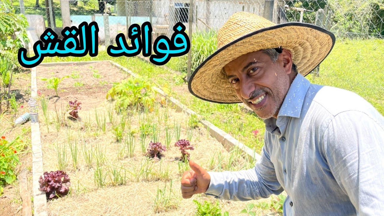 الزراعة الطبيعية و إستخدام القش + نتيجة تجربة زراعة إسطوانات الموز 😀