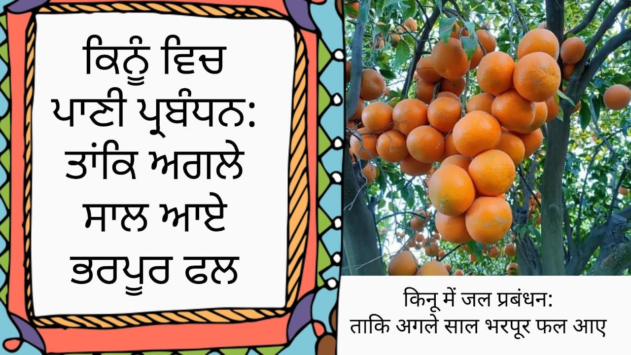 ਕਿਨੂੰ ਵਿਚ ਪਾਣੀ ਪ੍ਰਬੰਧਨ:ਤਾਂਕਿ ਅਗਲੇ ਸਾਲ ਆਏ ਭਰਪੂਰ ਫਲ-Kinnow में जल प्रबंधन:ताकि अगले साल आए भरपूर फल