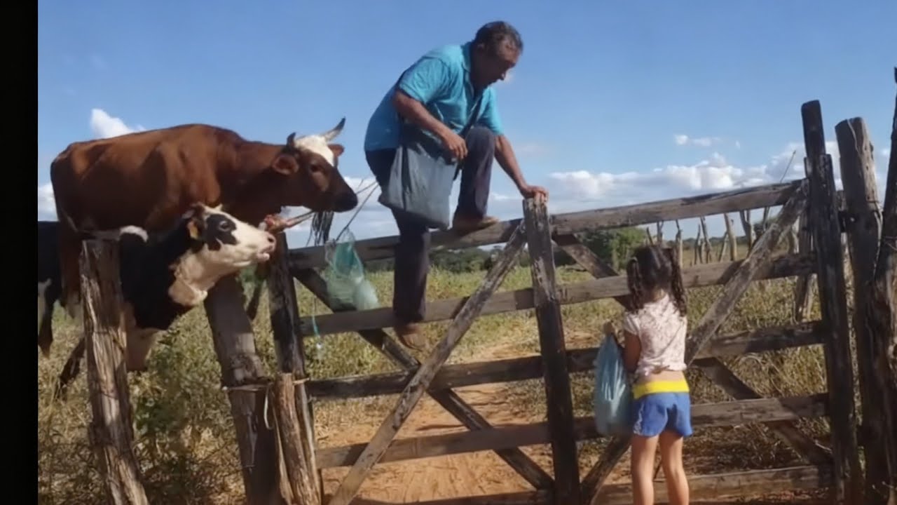 A vaca atacou a gente indo pesca