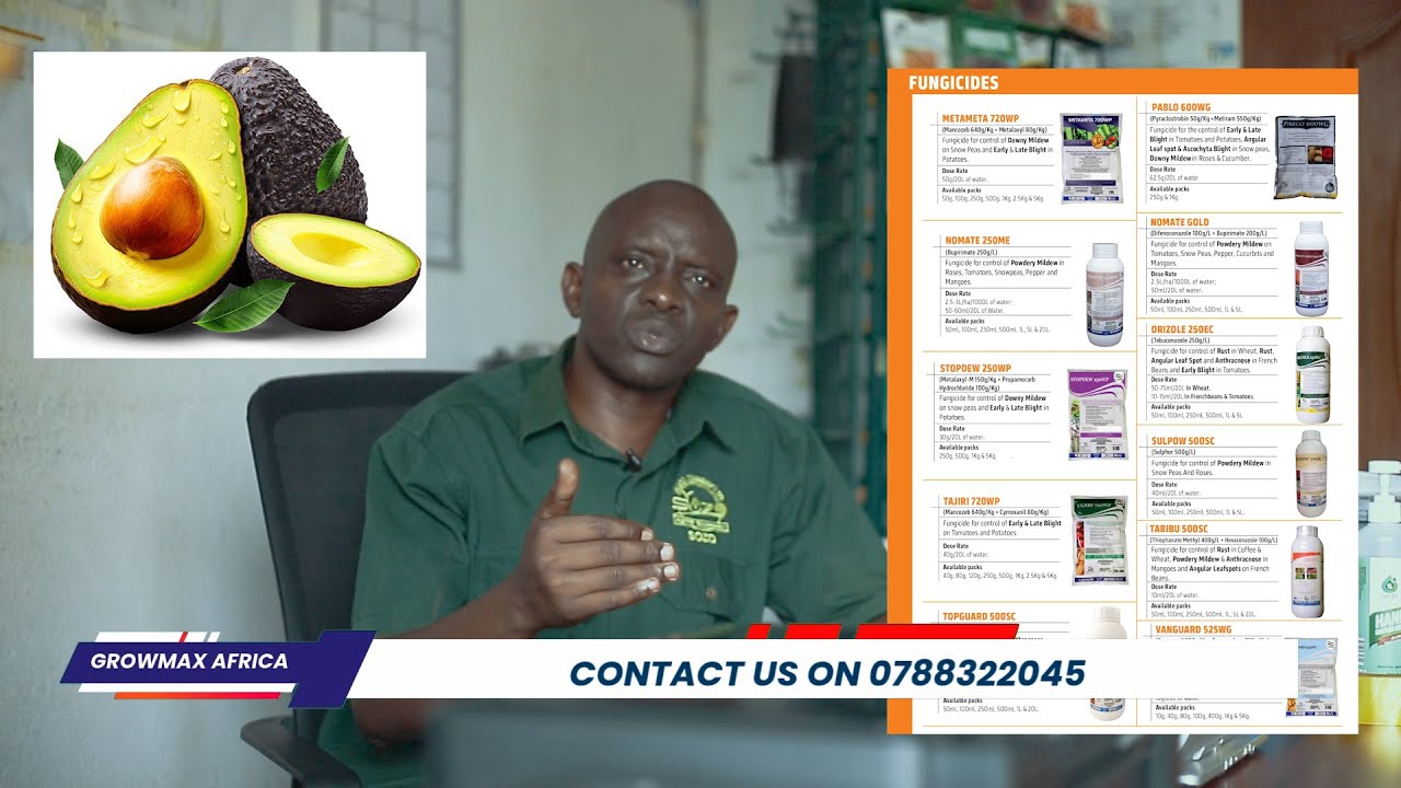 MENYA UKO WAKURIKIRANA AVOCADO YAWE NEZA MURI GAHUNDA YA SPRAY PROGRAM MURI GROWMAX AFRICA LTD