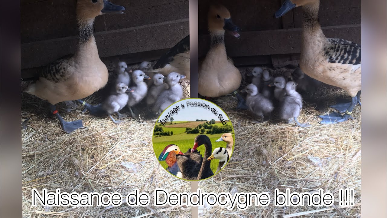 Naissance de Dendrocygne blonde !!!