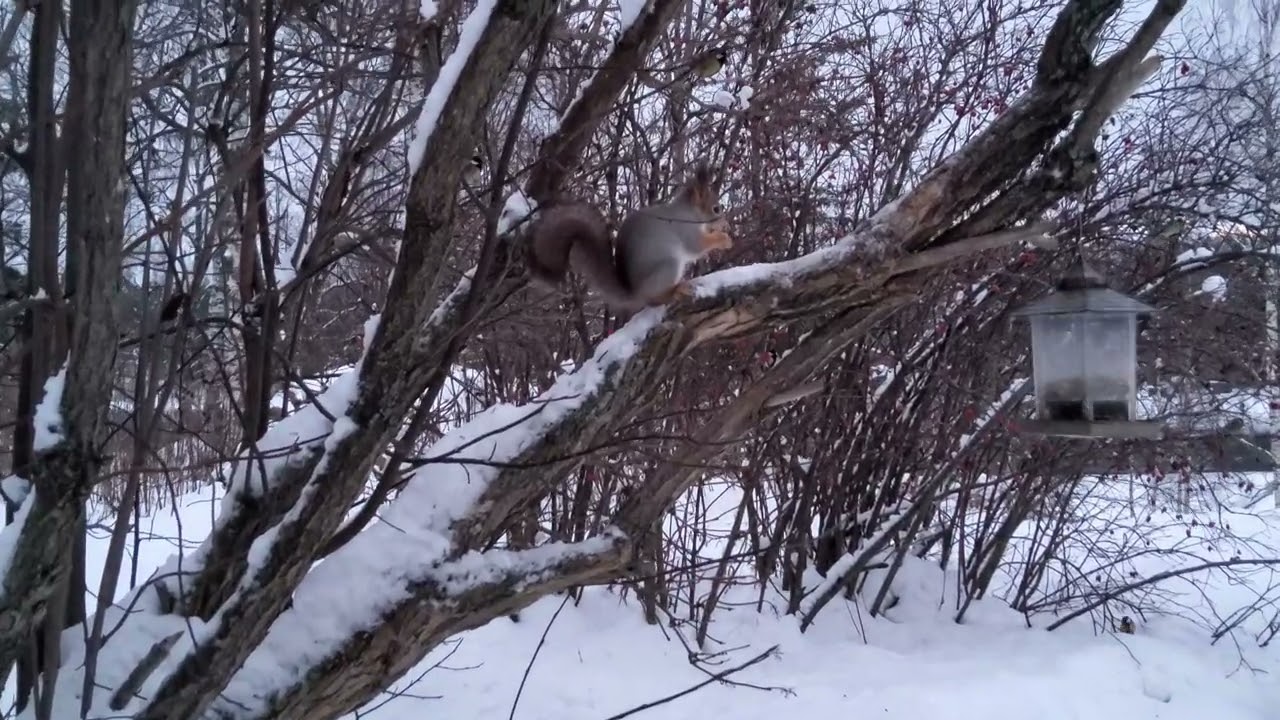 2025-12-12 Garden: Banned from the Feeder, He Turned to Me for Help (Winter Survival)
