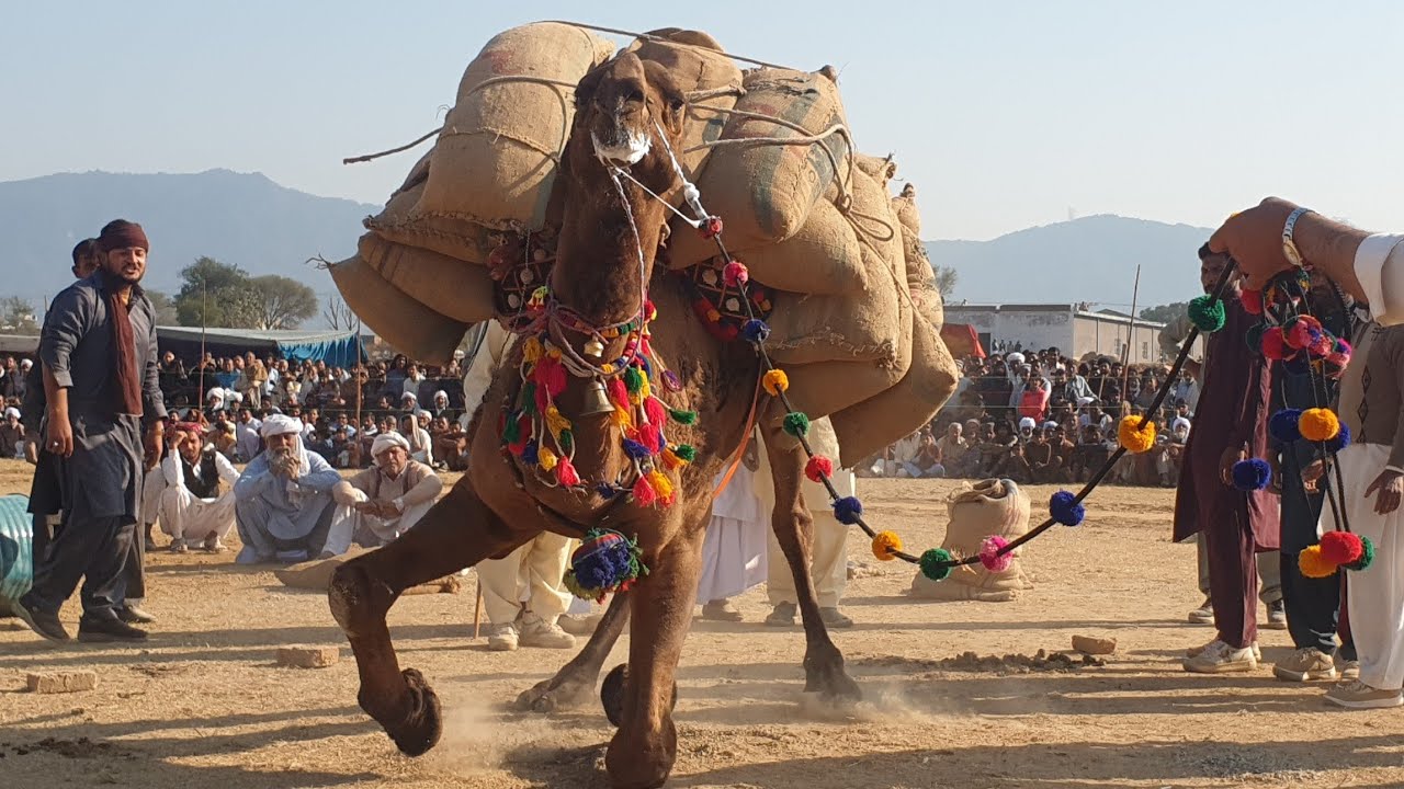 camel weightlifting Male 2025 Pakistan  full video ||Jashan Bada Gawah Tehsil Sohawa District Jhelum