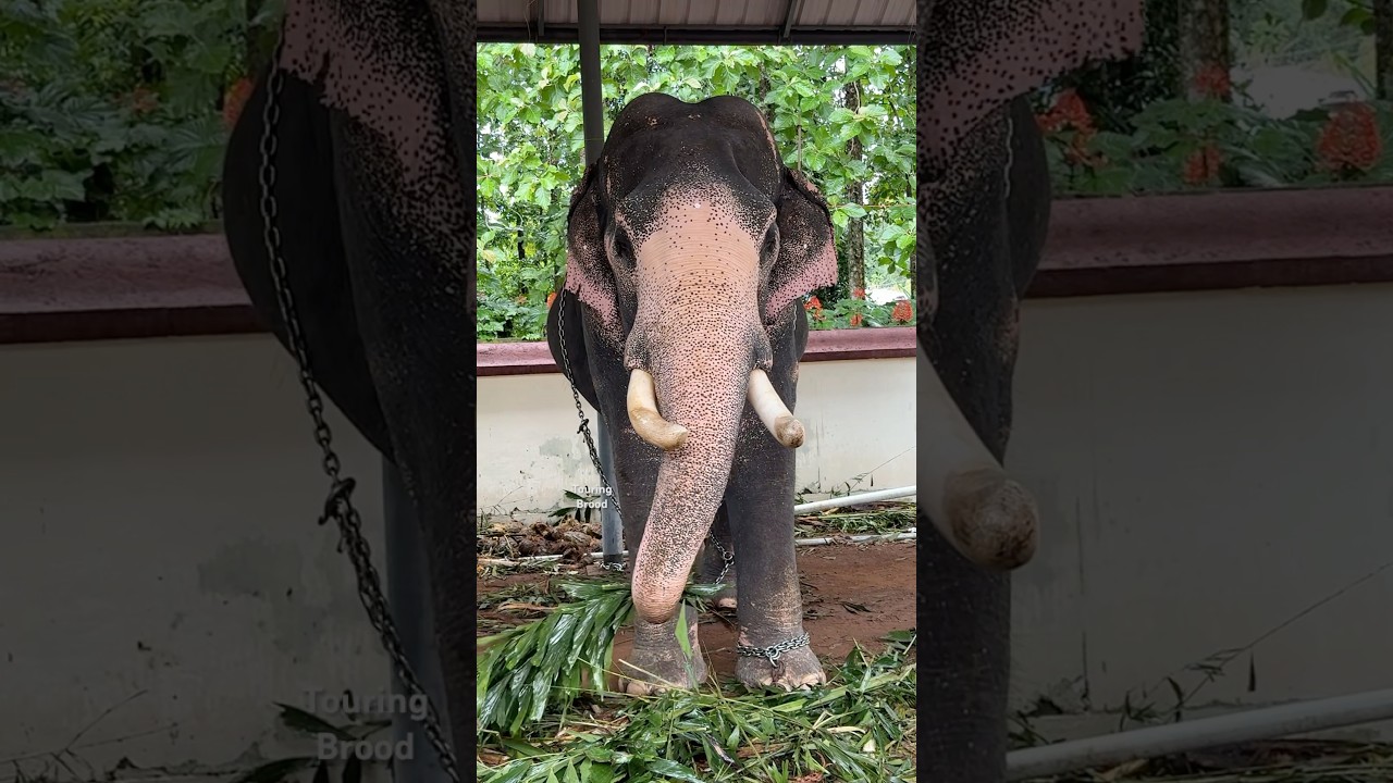 തോട്ടക്കാട് രാജശേഖരൻ, Thottakkad Rajasekharan, Kerala Elephant, #elephant, #keralaelephant