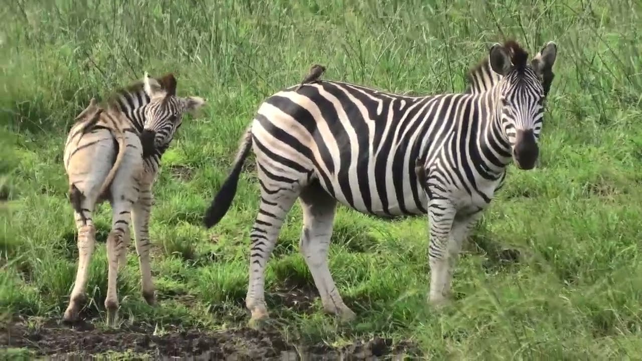 Hluhluwe Safari