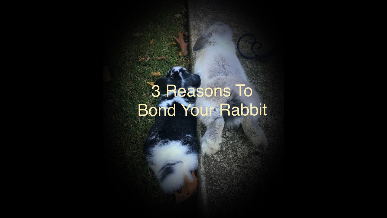 Rabbit Bonding: 3 Reasons To Bond