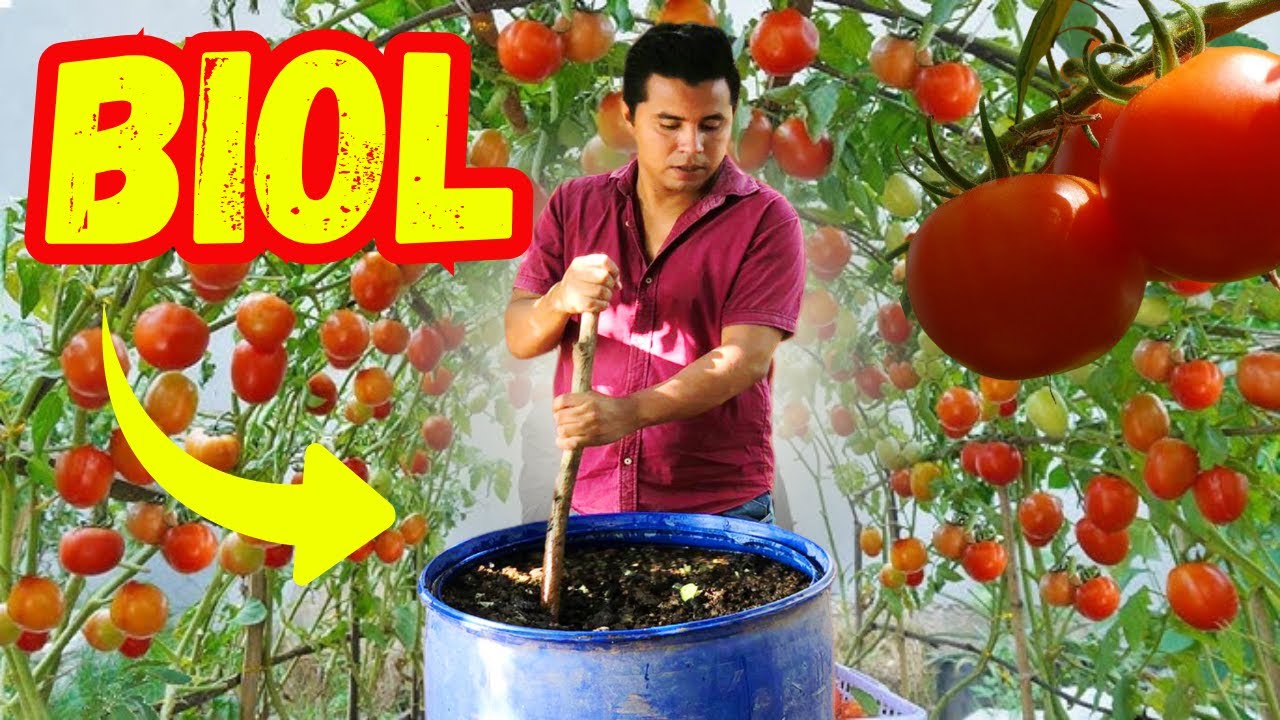 ¡Así se hace el mejor fertilizante con estiércol de vaca! BIOL.