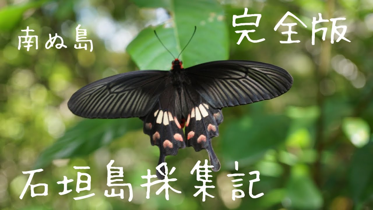 【完全版】3日間の石垣島採集の様子を公開します【未公開シーン含む】