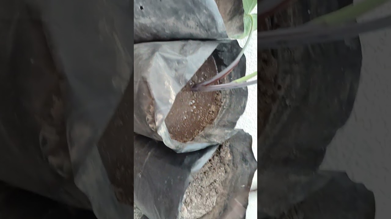 Nursery block  video
